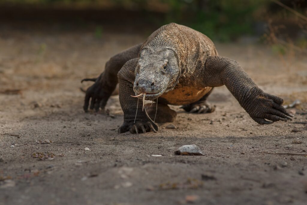 Komodo sedang berjalan di atas tanah kering dengan lidah menjulur di habitat aslinya di Indonesia.